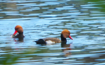 Birdwatching al Lago di Vico
